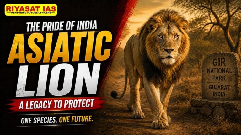 Asiatic Lion