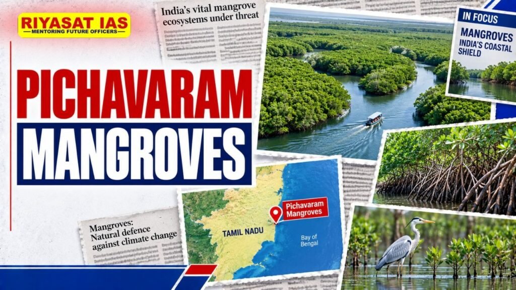 Pichavaram Mangroves