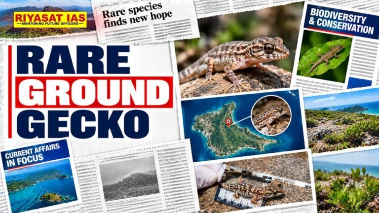 Rare Ground Gecko