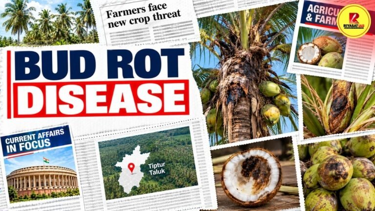 Bud Rot Disease